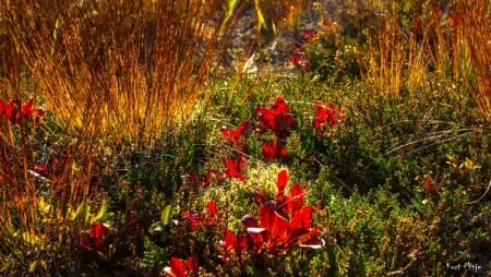 Blad- Foto