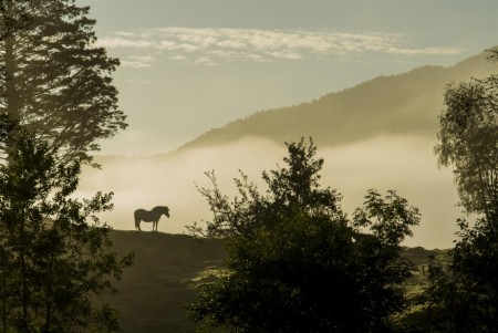 Fjording - Foto