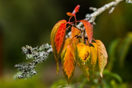 Blad- Foto