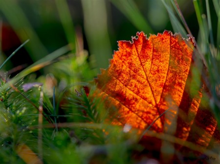 Blad- Foto